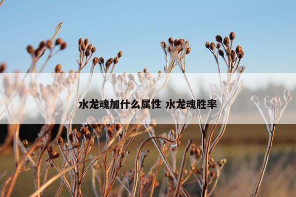 水龙魂加什么属性 水龙魂胜率