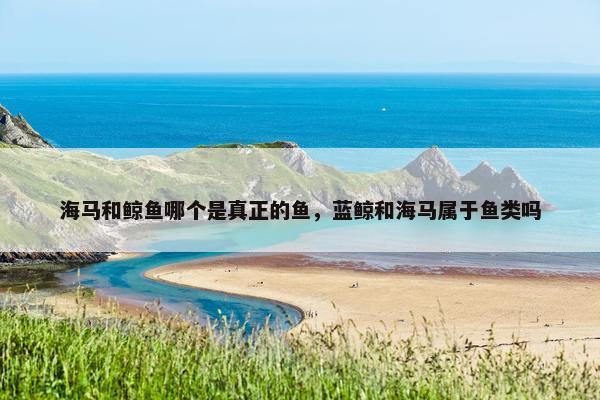 海马和鲸鱼哪个是真正的鱼，蓝鲸和海马属于鱼类吗