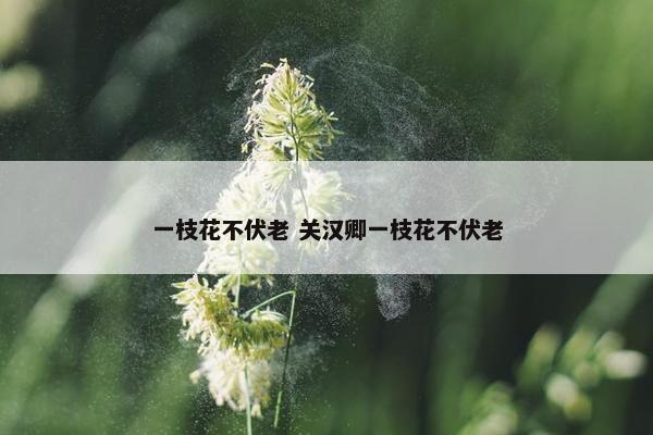 一枝花不伏老 关汉卿一枝花不伏老