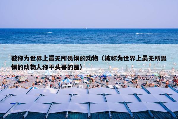 被称为世界上最无所畏惧的动物（被称为世界上最无所畏惧的动物人称平头哥的是）