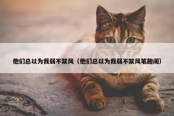 他们总以为我弱不禁风（他们总以为我弱不禁风笔趣阁）