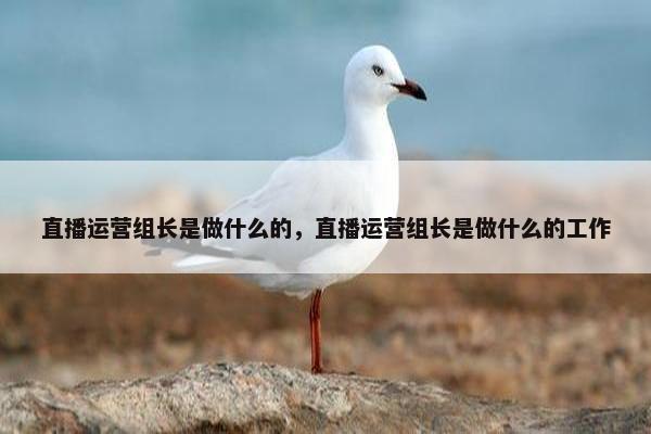 直播运营组长是做什么的，直播运营组长是做什么的工作