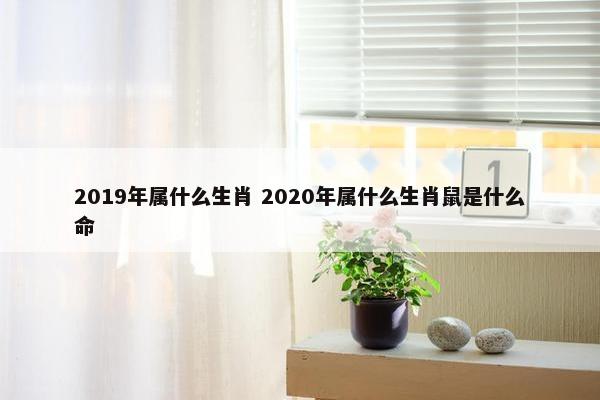 2019年属什么生肖 2020年属什么生肖鼠是什么命