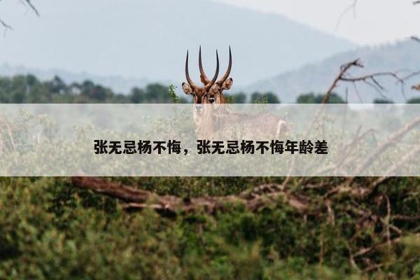 张无忌杨不悔，张无忌杨不悔年龄差