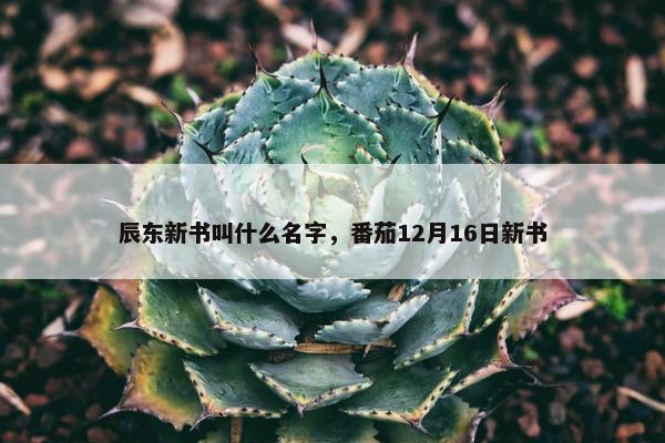 辰东新书叫什么名字，番茄12月16日新书